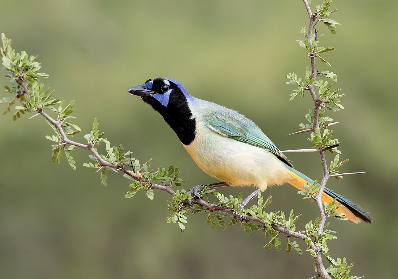 перуанская разноцветная сойка, green jay, сойка, jay, texas, Elizabeth Etkind