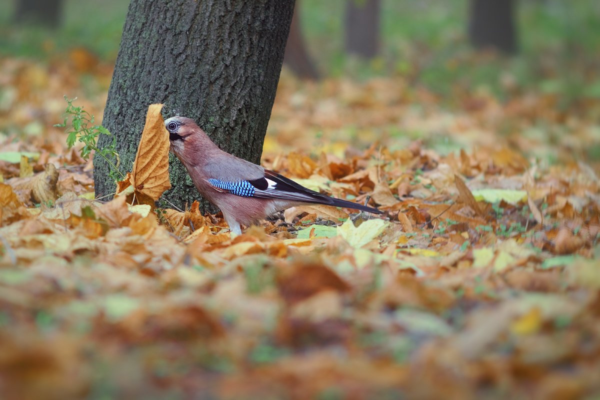 юпитер-37а, manual lens, мануальная оптика, beautiful, красивый, moment, момент, nature, природа, autumn, fall, осень, осенью, wildlife, bird, птица, jay, сойка, листопад,, Наталья Терентьева