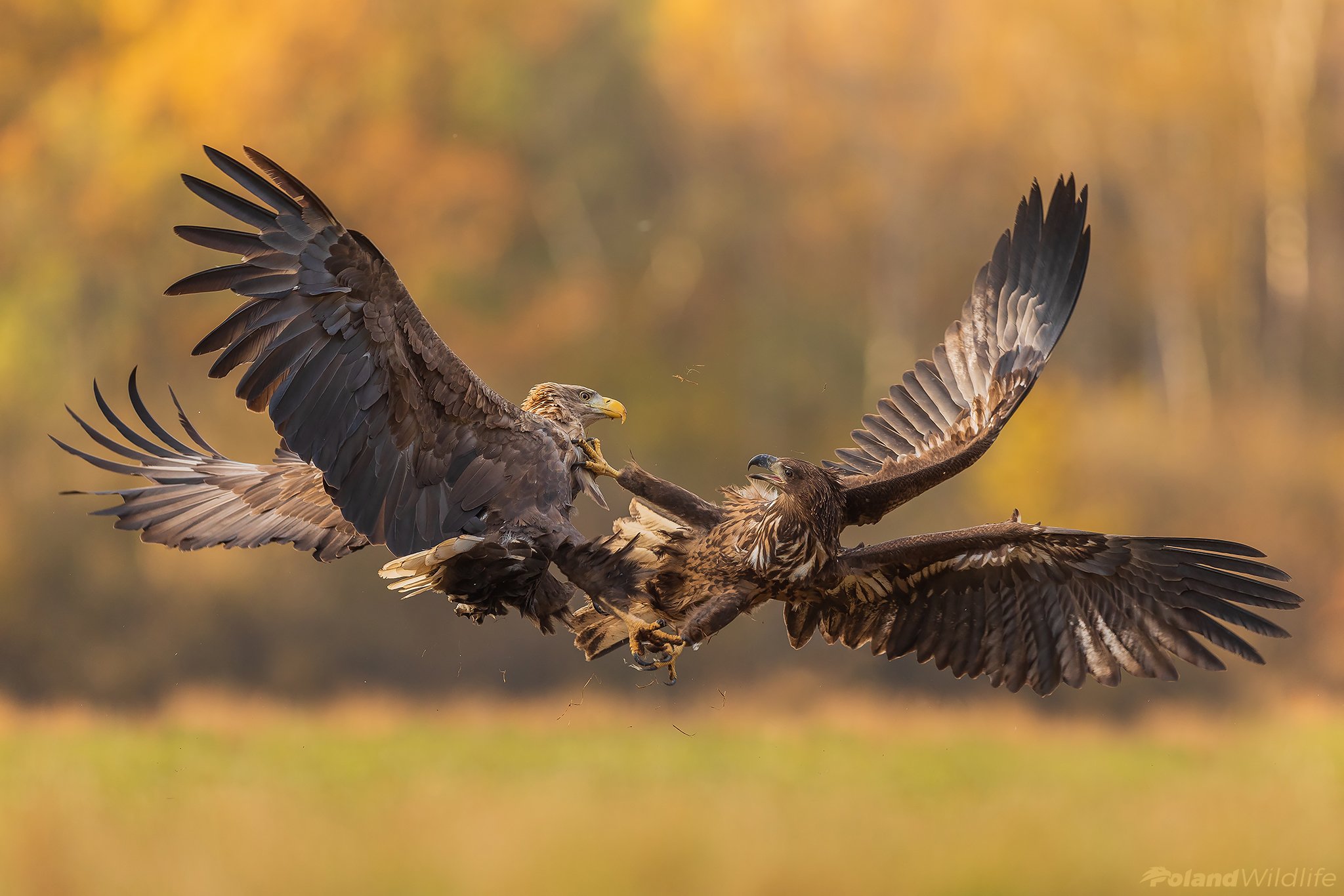 #eagle #bird #birds #autumn #attack, Marcin Nawrocki