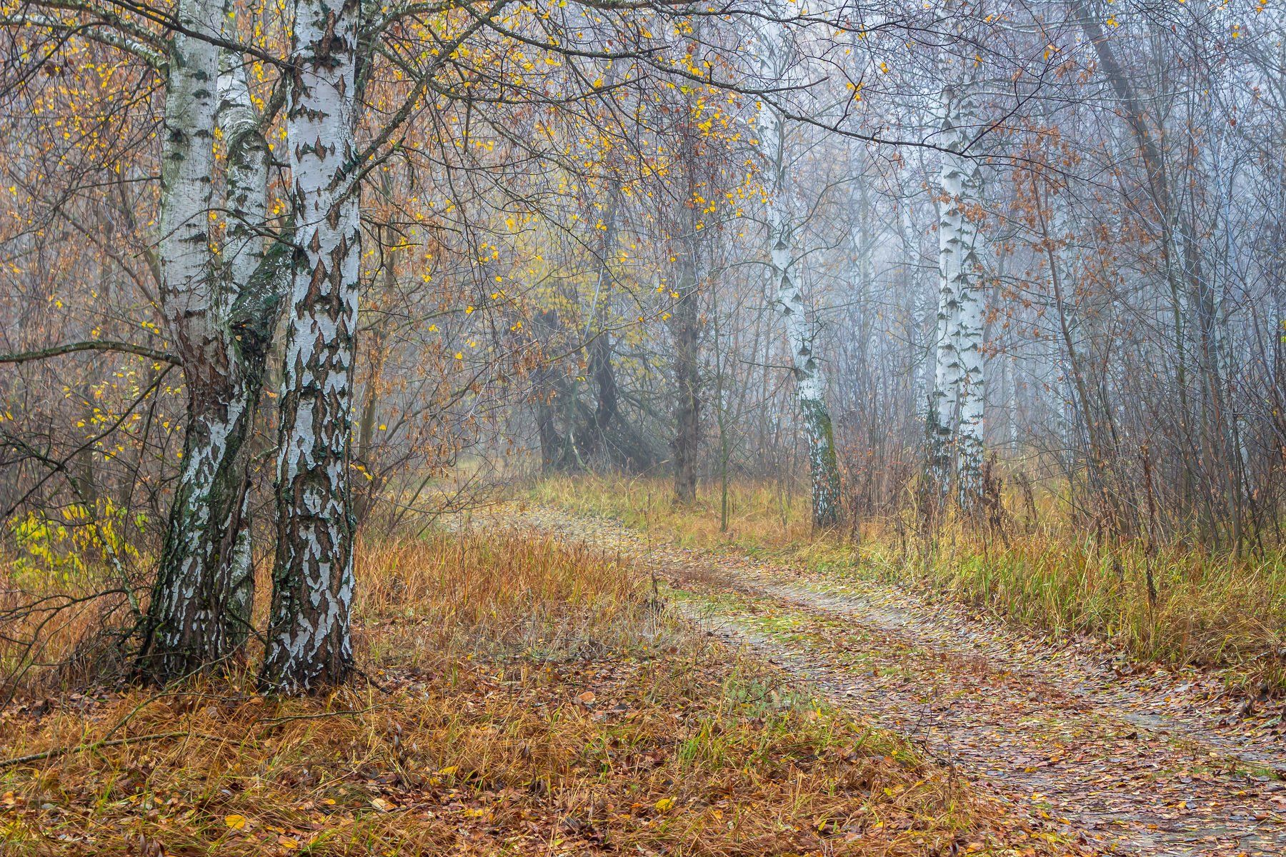 лес, березы, осень, ноябрь, туман, природа, Руслан Востриков
