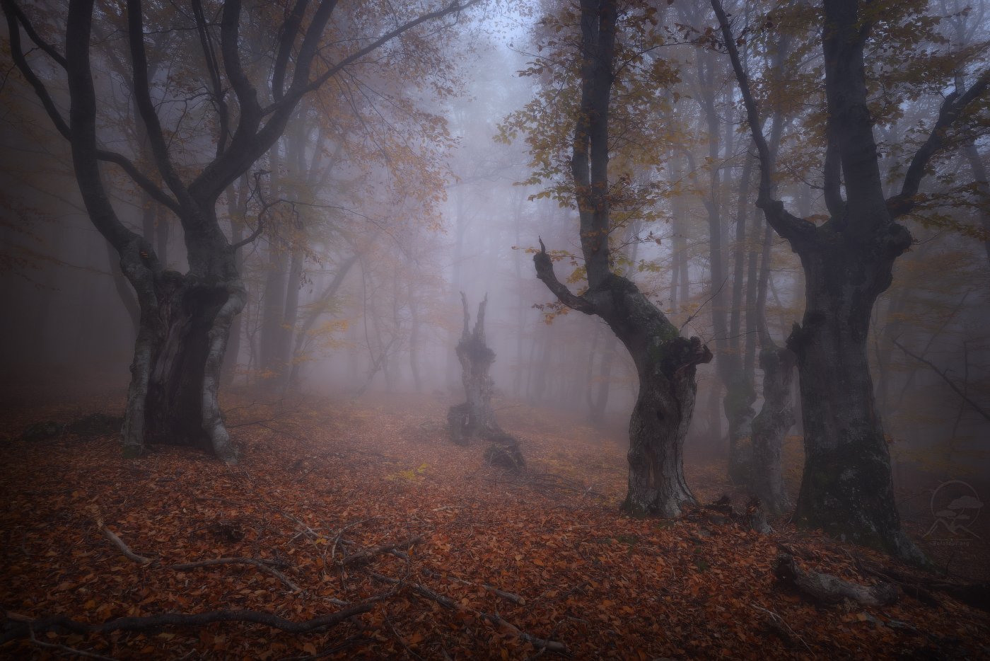 пейзаж, природа, лес, туман, крым, Анатолий Гордиенко