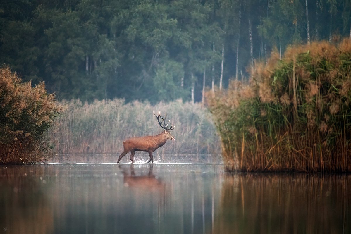 rut, wildlife, red deer, колея, дикая природа, благородный олень, Wojciech Grzanka