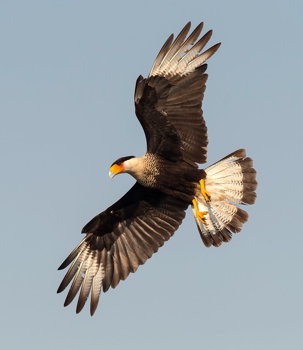 каракара, crested caracara, caracara, tx, texas, хищные птицы, Elizabeth Etkind