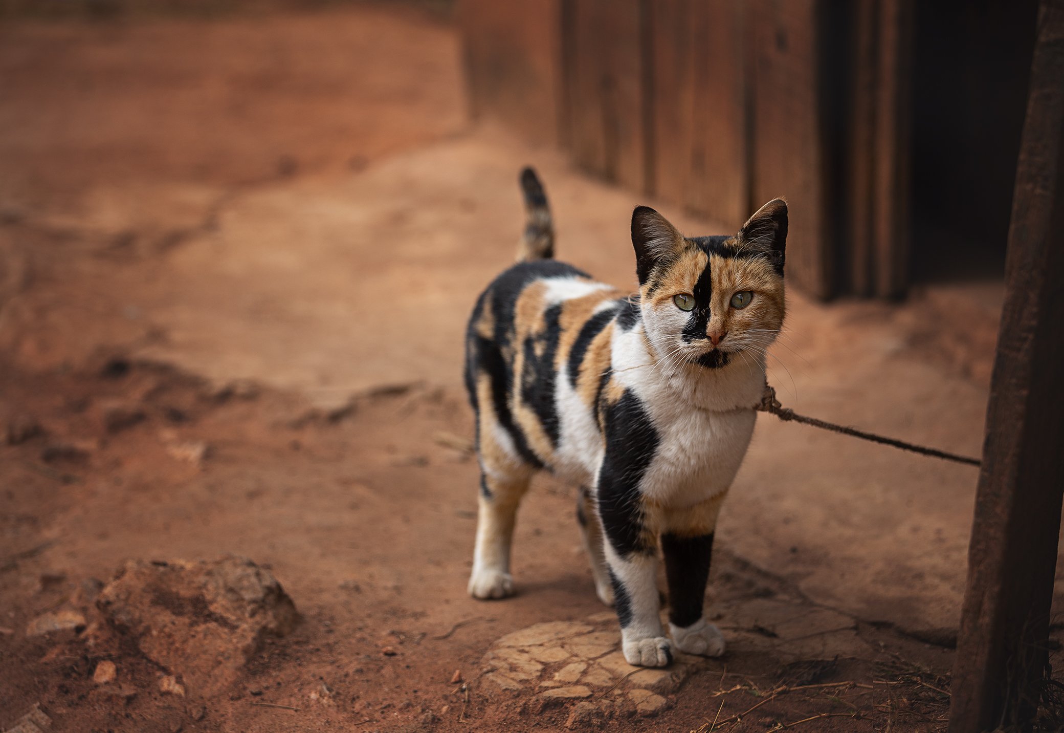 Мадагаскарская порода кошек