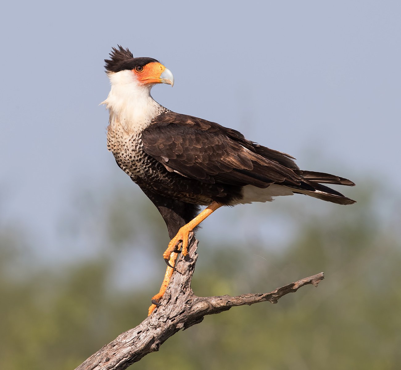 каракара, crested caracara, caracara, tx, texas, хищные птицы, Elizabeth Etkind