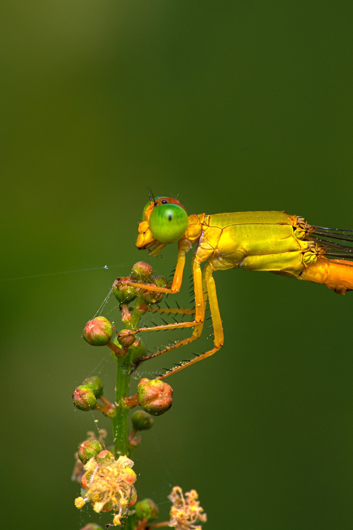 #macro #wildlife #photooftheday, Anindita Datta Muhuri