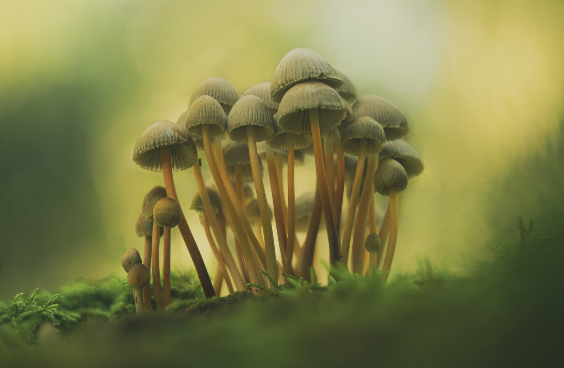 macro, forest , mushroom, autumn, Antonio Coelho