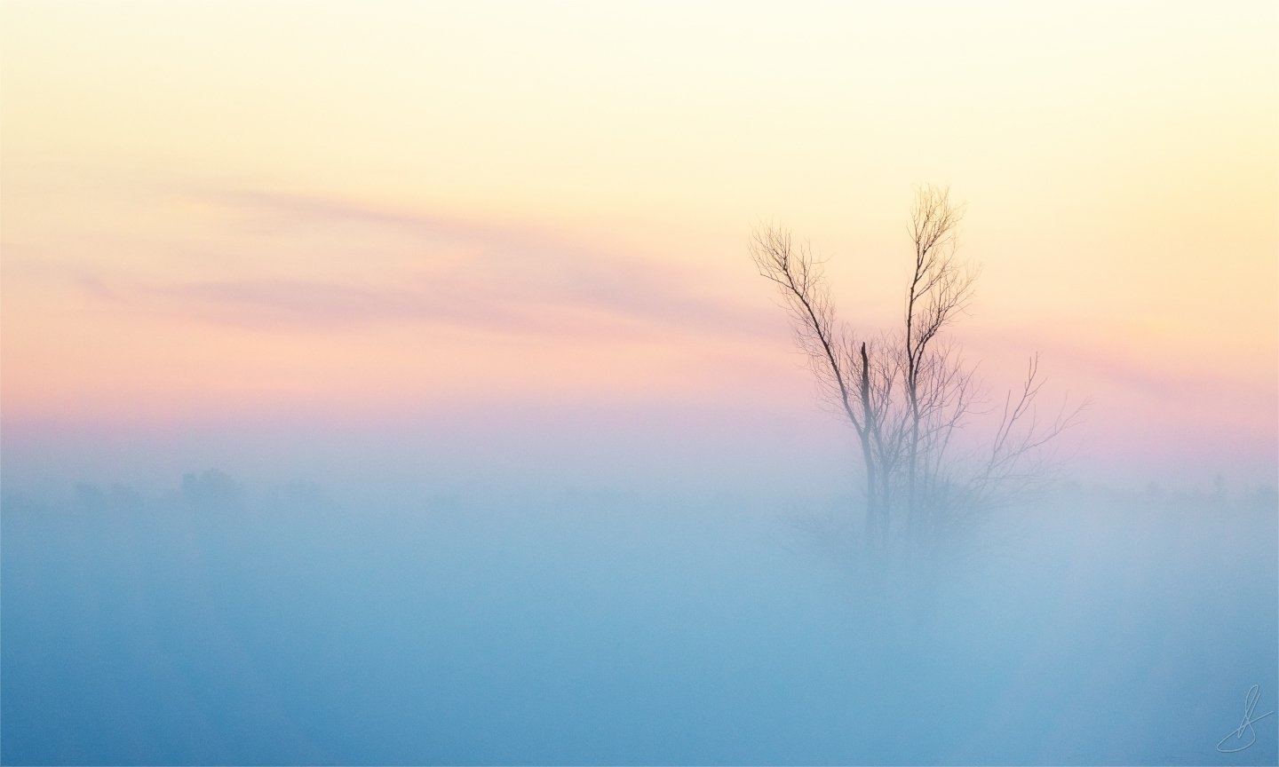 дерево, пейзаж, тишина, туман, утро, рассвет, андромеда, Будин Николай
