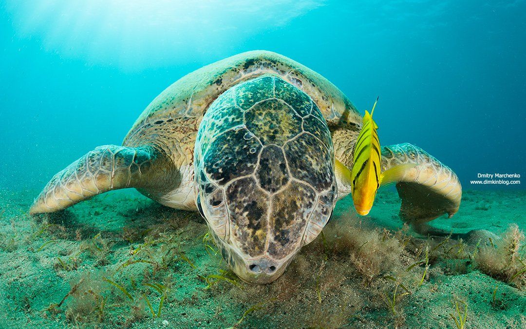 черепаха,морская черепаха,turtle, Дмитрий Марченко