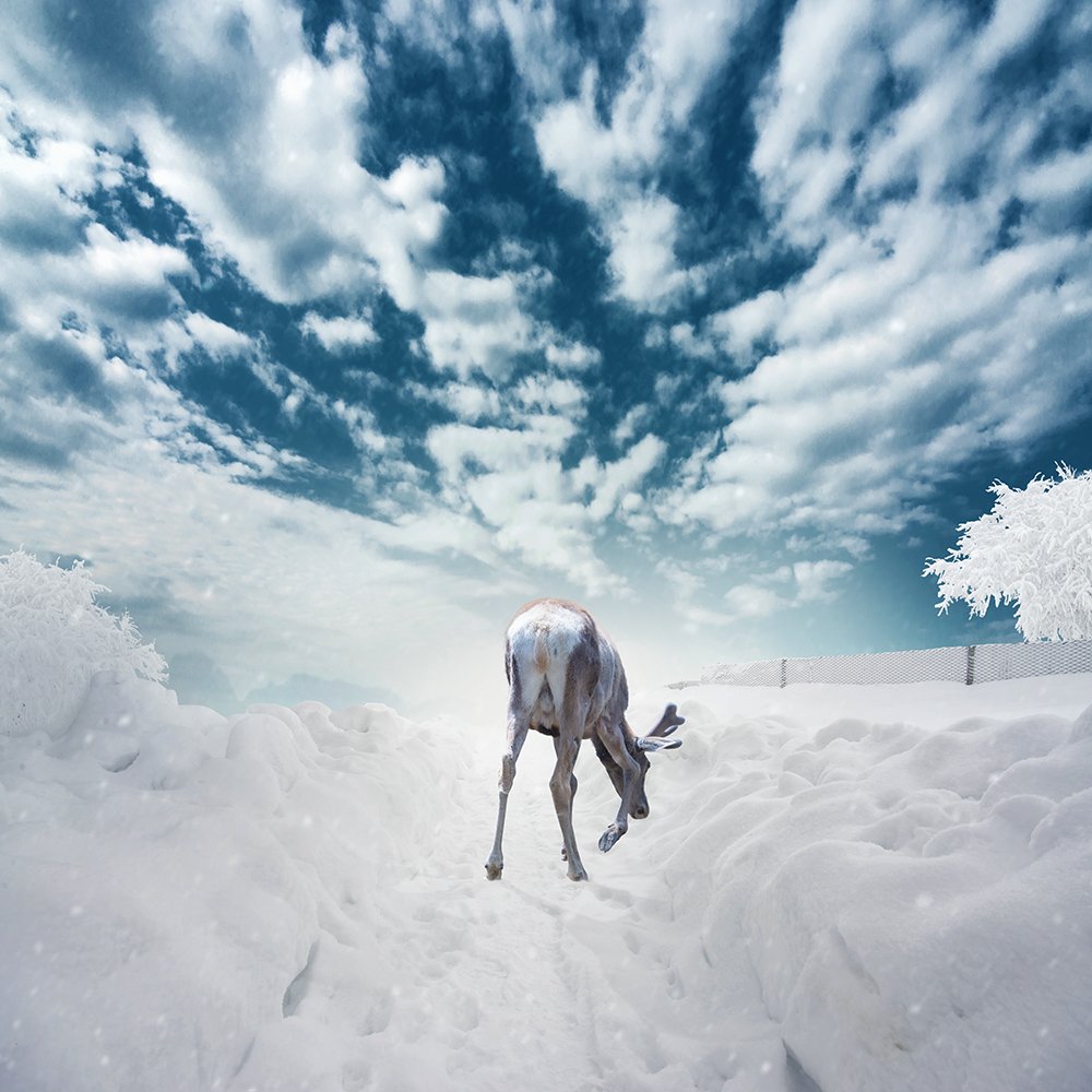 clouds, cold, cross, manipulation, old, photoshop, psd, sky, snow, stone, tree, tutorials, winter, deer, frozen, searching, Caras Ionut