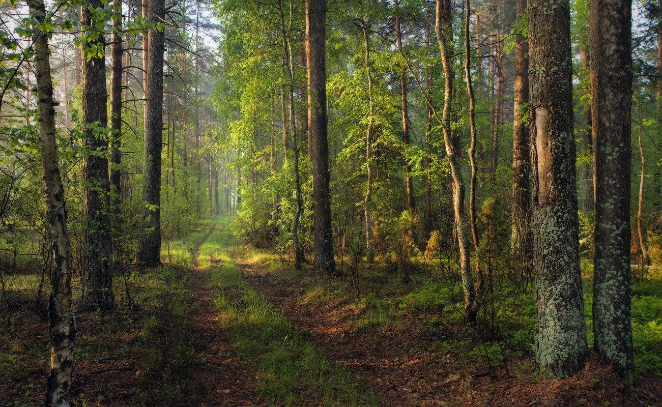 лес, утро, дорога, май, Дмитрий Алексеев