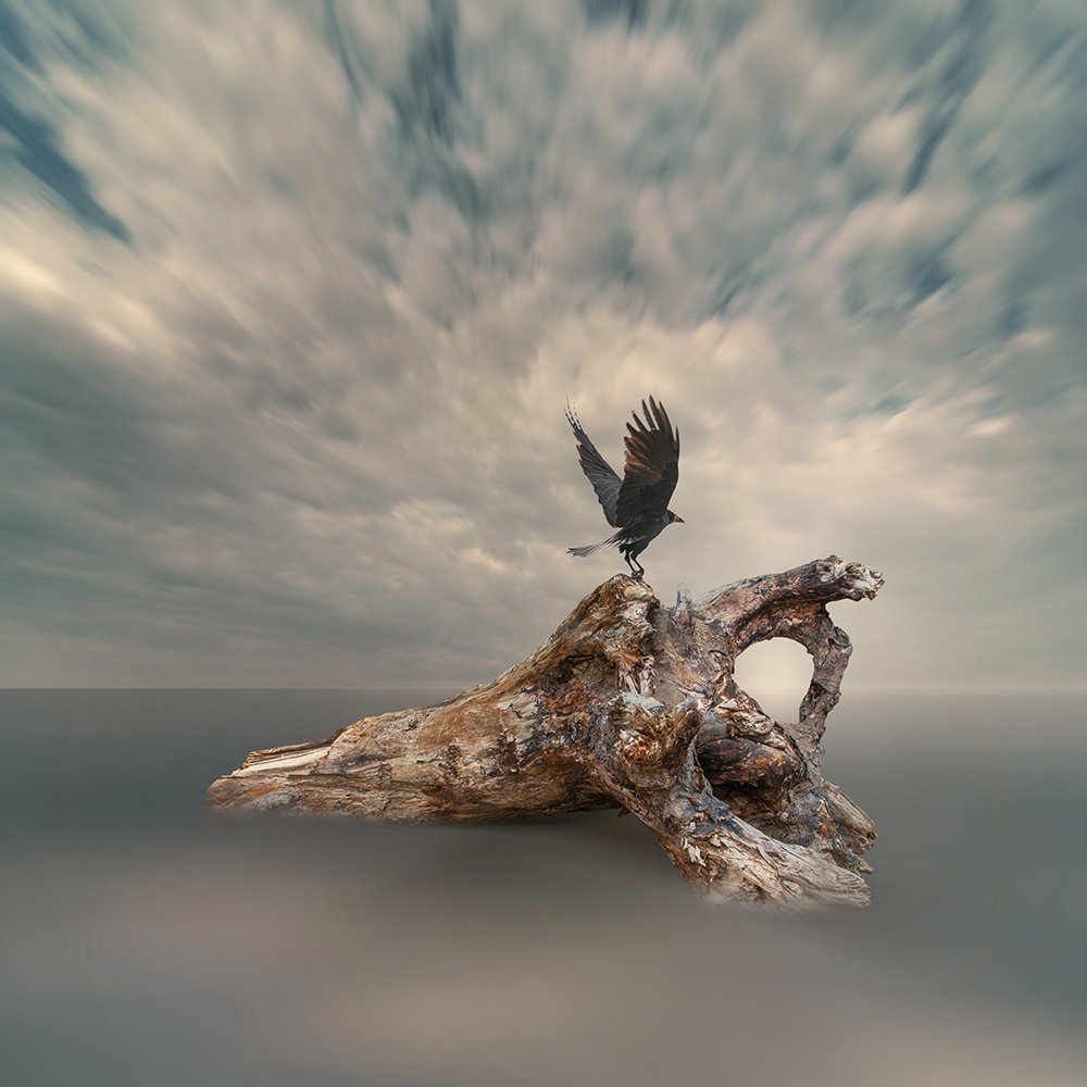 bird, calm, long exposure, cold, crow, dark, fog, manipulation, mist, night, ocean, photoshop, psd, sky, storm, tutorials, water, tree, wood, fly,, Caras Ionut