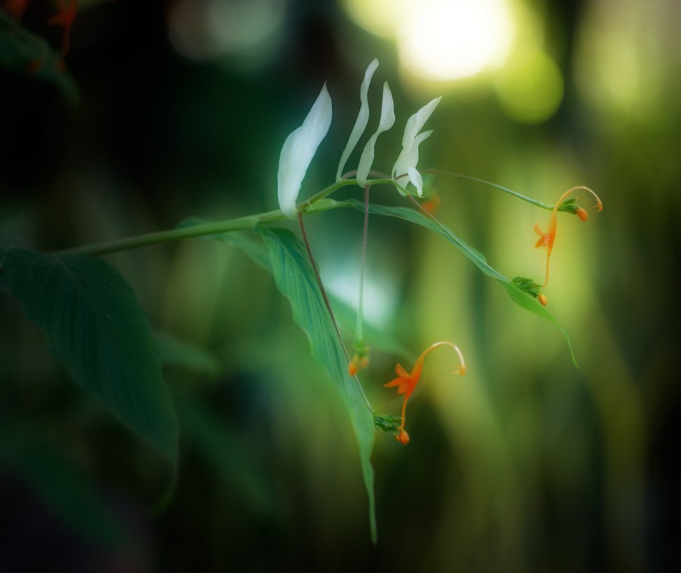 орхидея, природа, цветы, Alexey Gnilenkov
