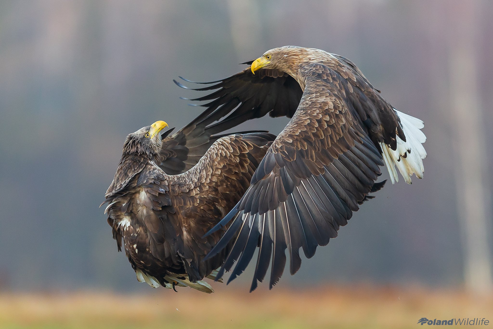 #eagle #bird #birds #autumn #attack, Marcin Nawrocki