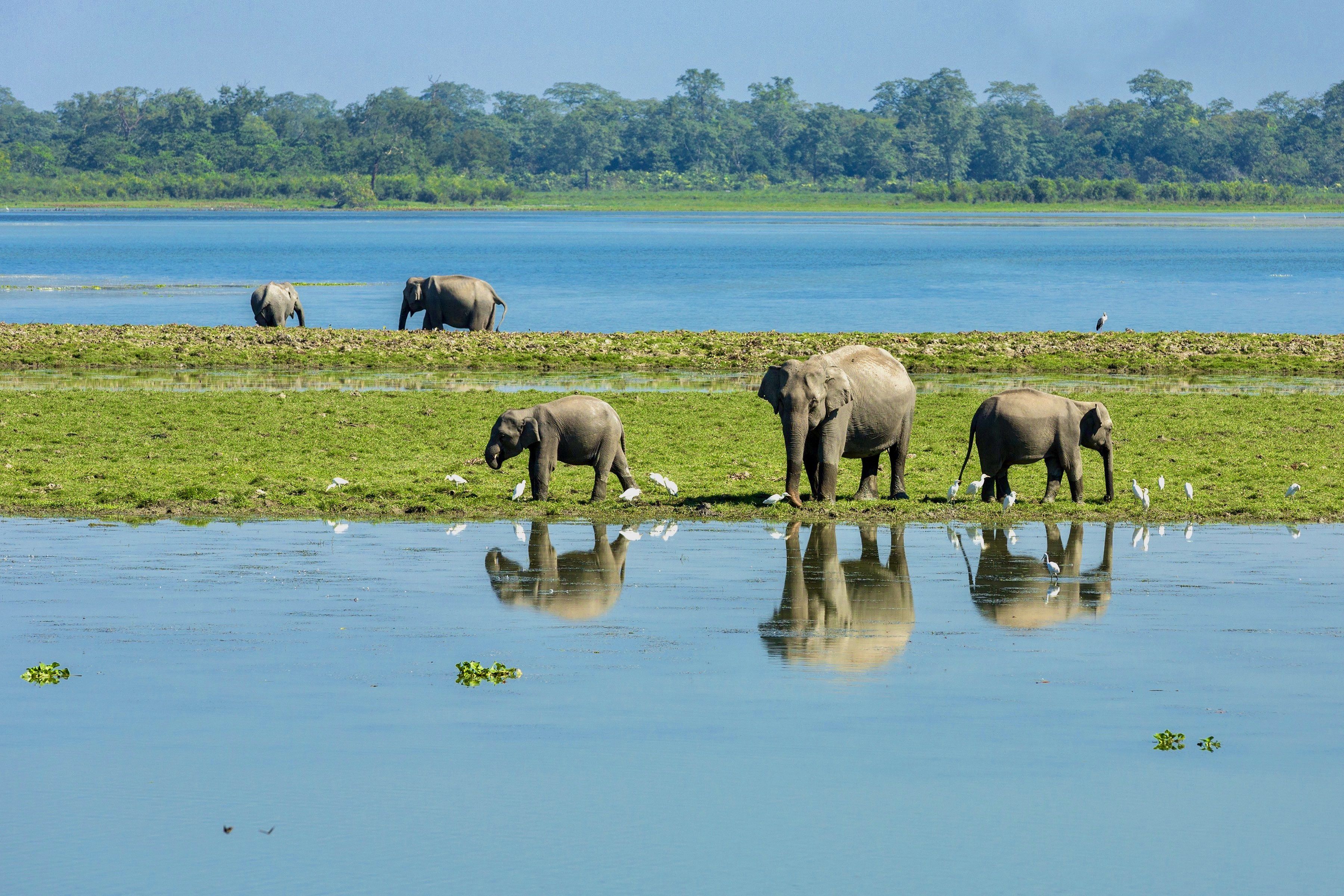 elephant wild India kaziranga water jungle forest reflection grassland , Dhananjay Jadhav