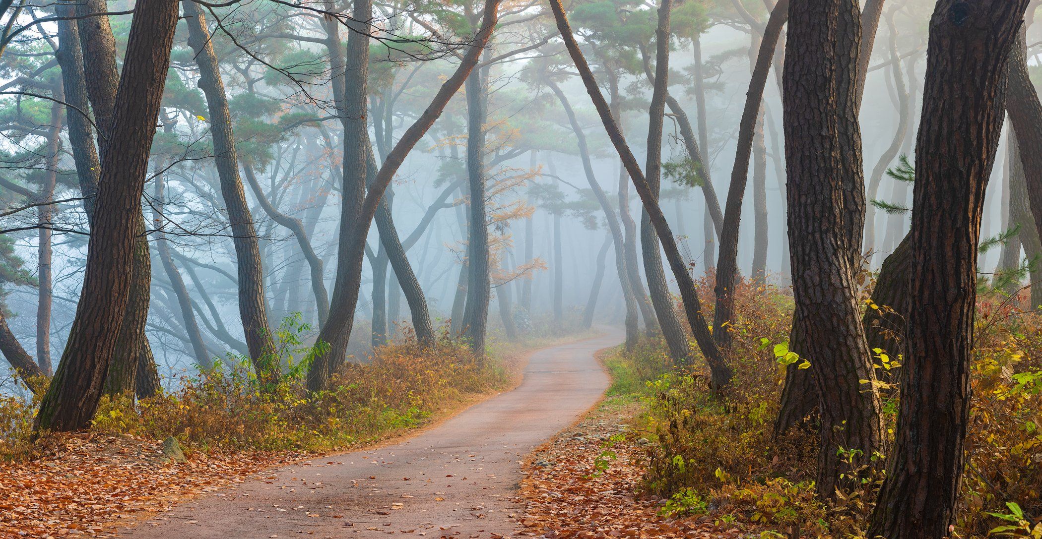forest, autumn, place, korea, trees, pine panorama, Jaeyoun Ryu