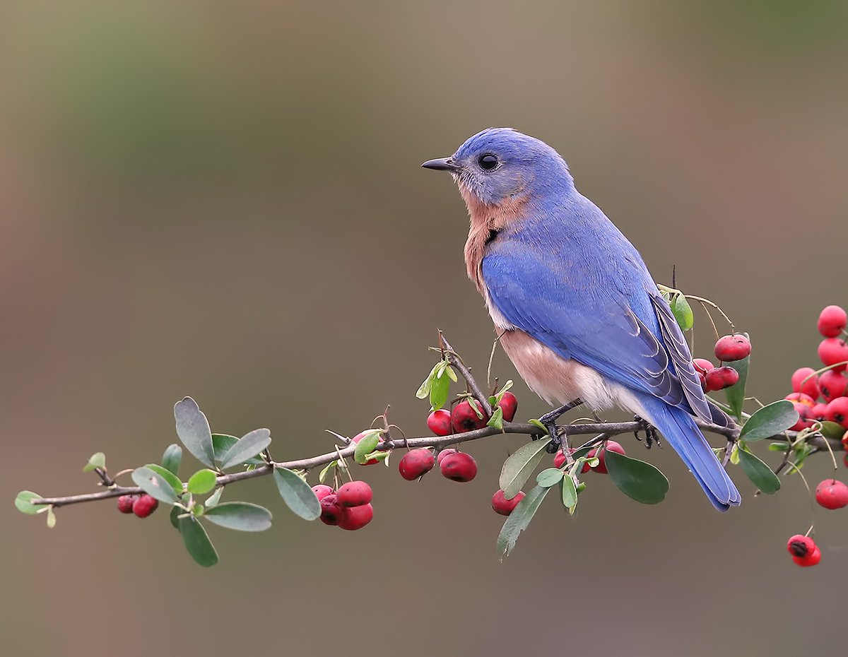 восточная сиалия, eastern bluebird,bluebird, Elizabeth Etkind