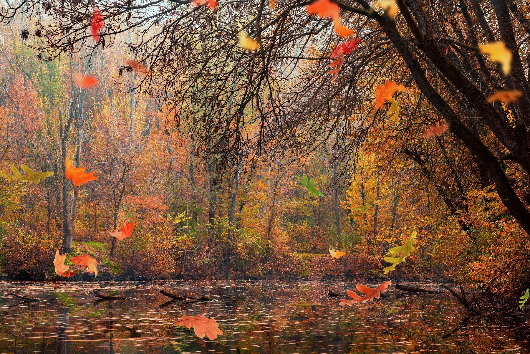 fall, autumn, colors, nature, Alaa Seif Eddine