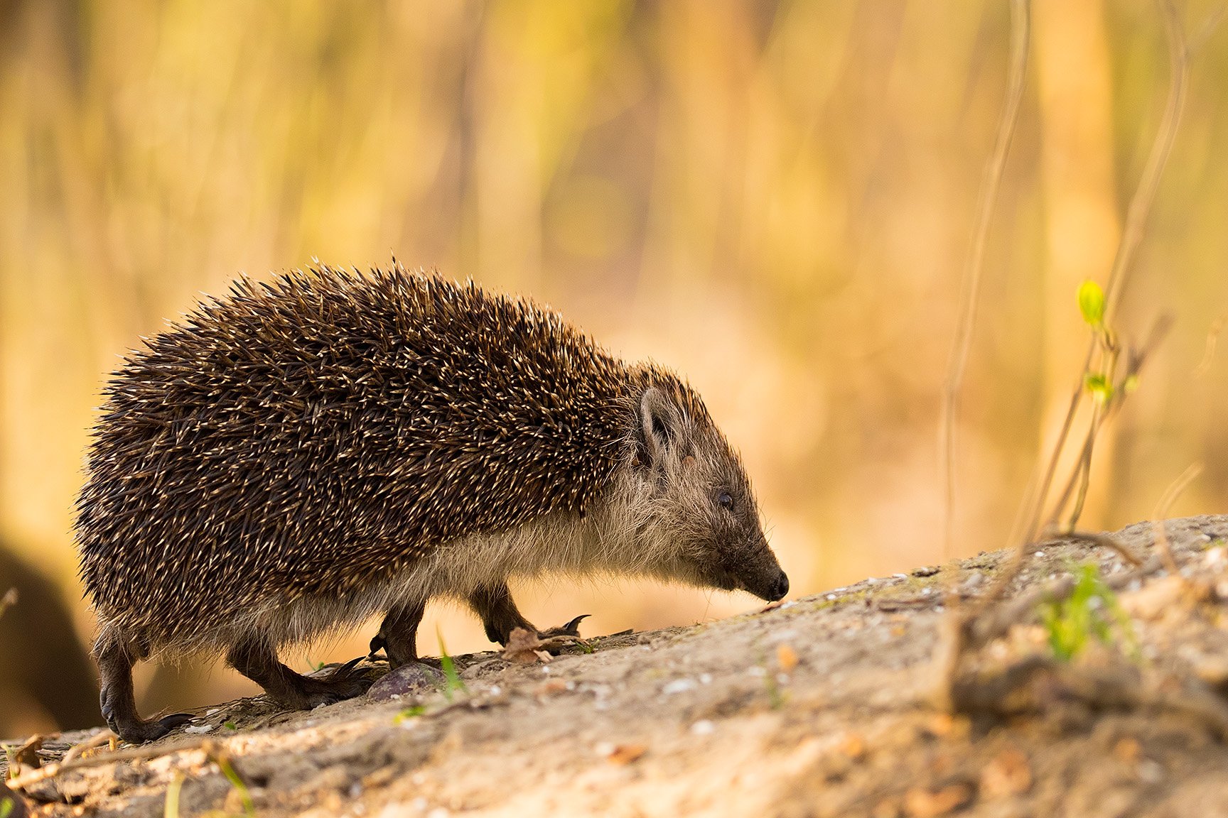 , Robert Adamec