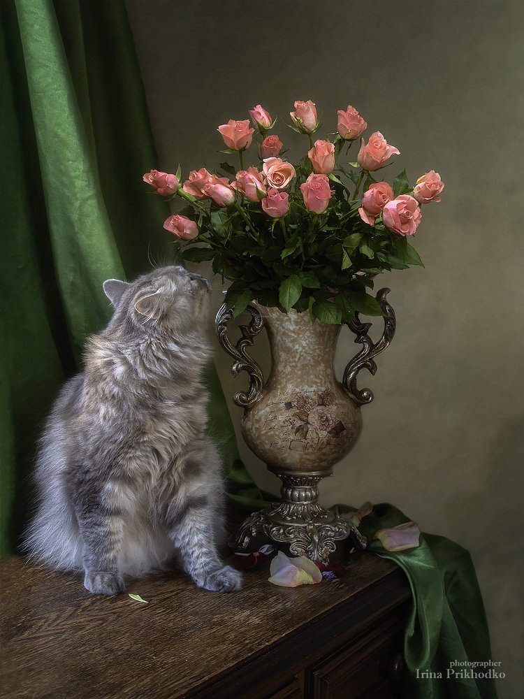 натюрморт, котонатюрморт, кошка Масяня, цветы, розы, букет, Ирина Приходько