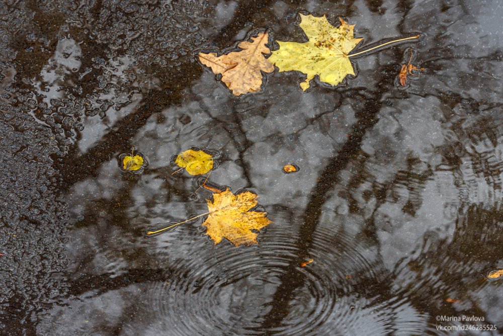 золотая осень, отражения на воде, абстракция, акваабстракция, парейдолия, призрачный мир отражений, Марина Павлова