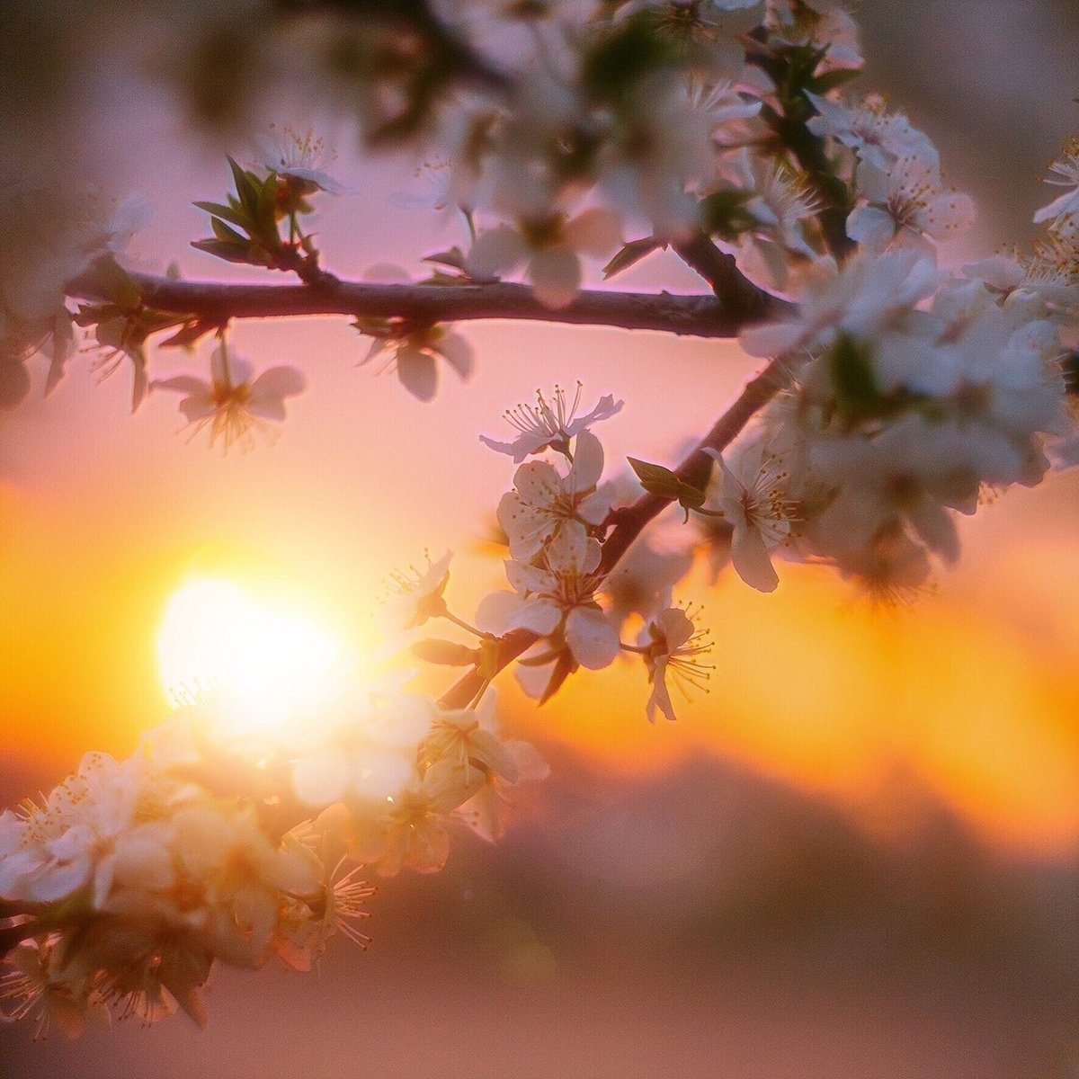 закат цветы солнце вишня, Настя Рыж
