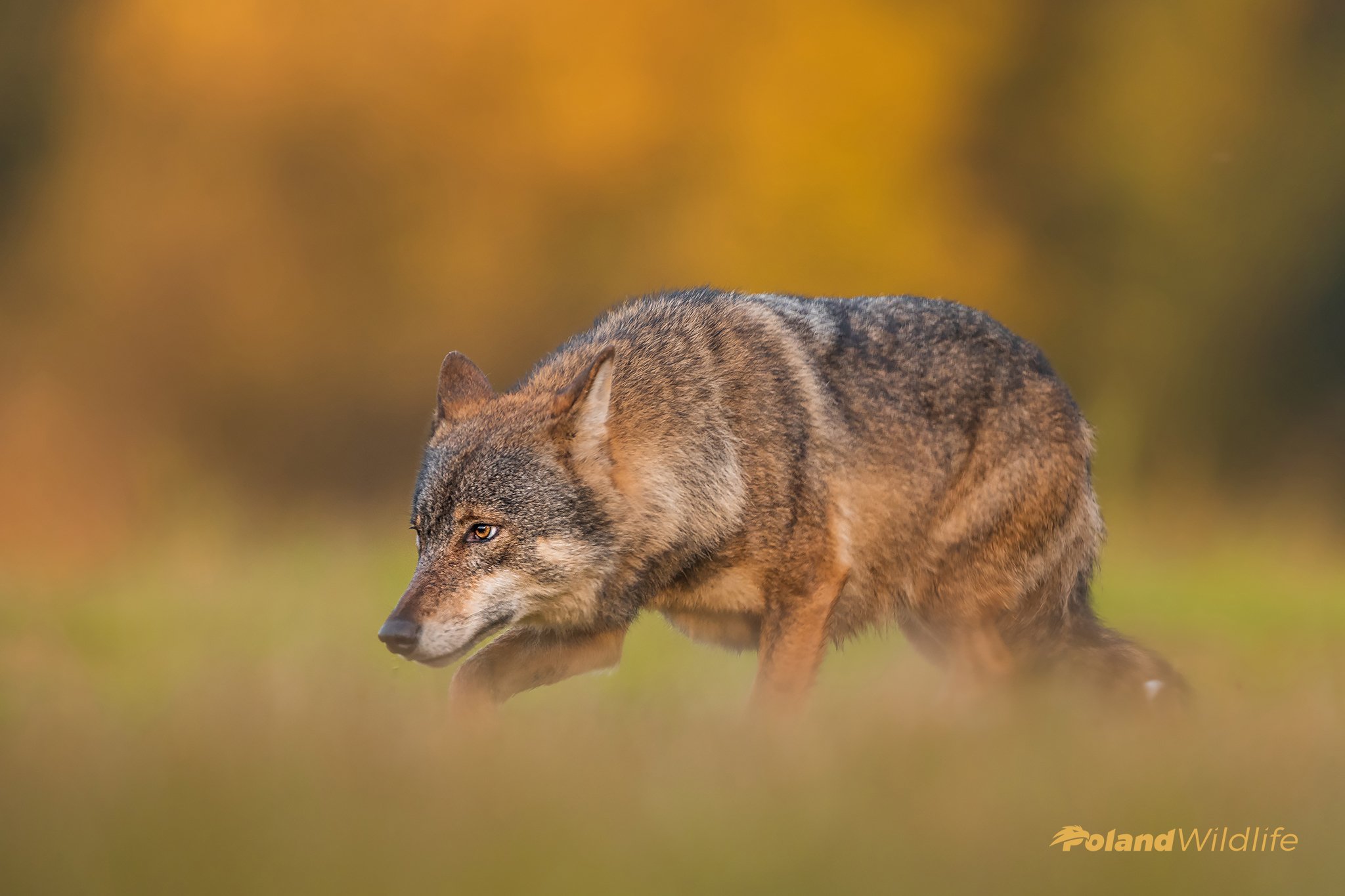 #wolf #mammal #wildlife #poland, Marcin Nawrocki