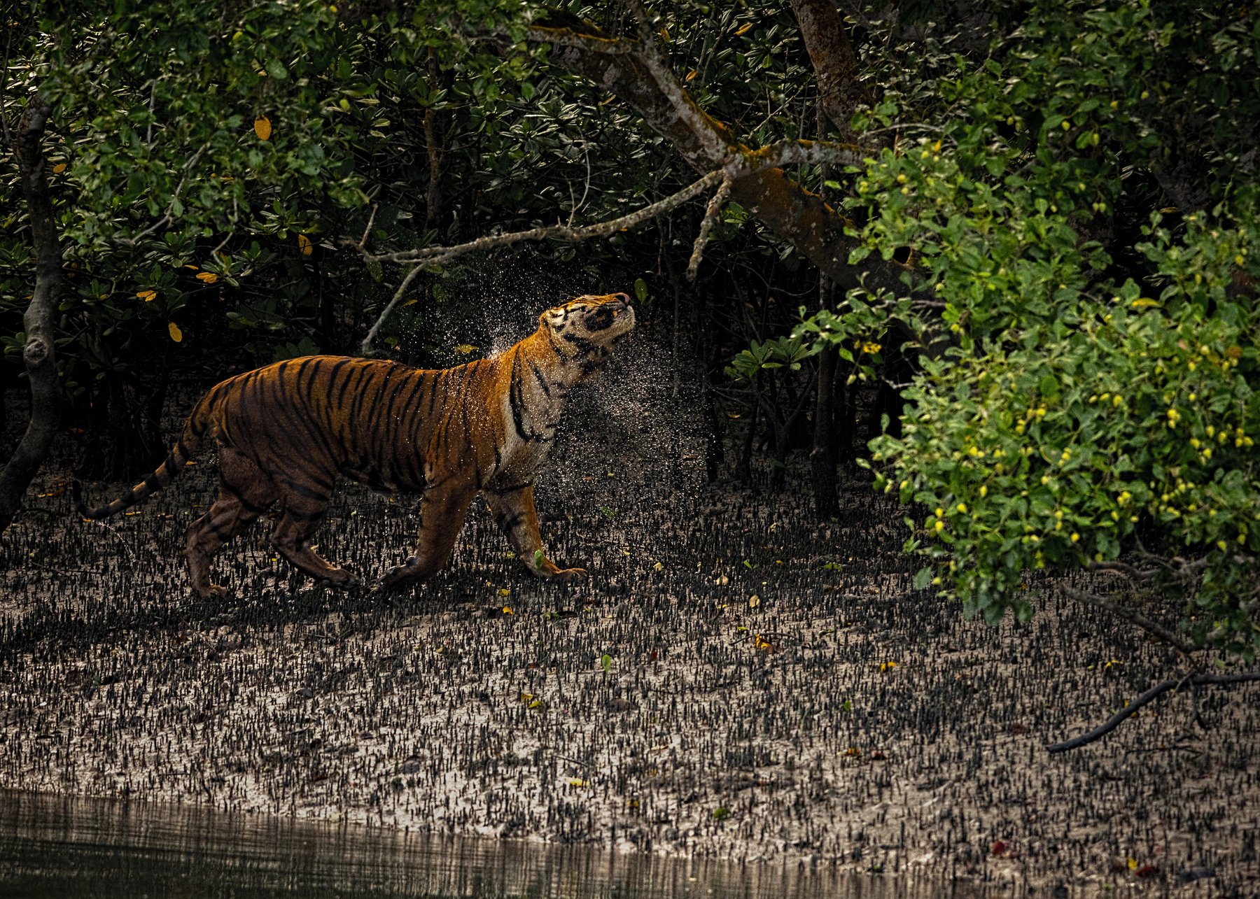 Bengal Tiger, sunderbans, mangrove, water shake, Arpan Saha