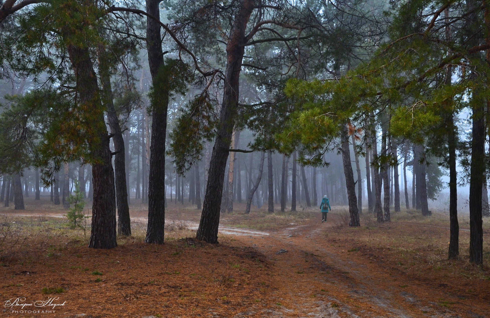 осень, ноябрь, туман, лес, дорога, путница, Валерий Наумов