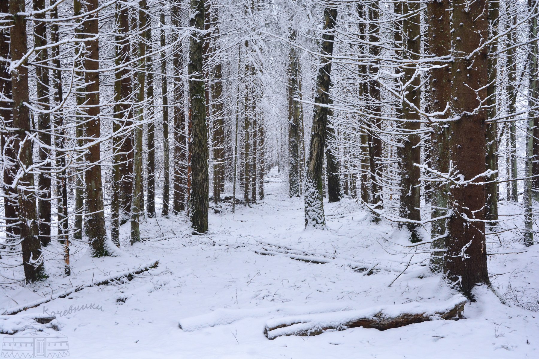 лес, зима, снег, снегопад,пейзаж, snow, Юлия Абрамова