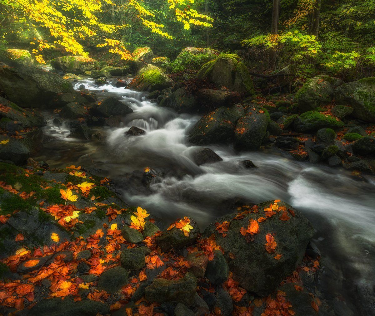 landscape nature scenery forest wood autumn water leaves river mountain staraplanina bulgaria осень лес, Александър Александров