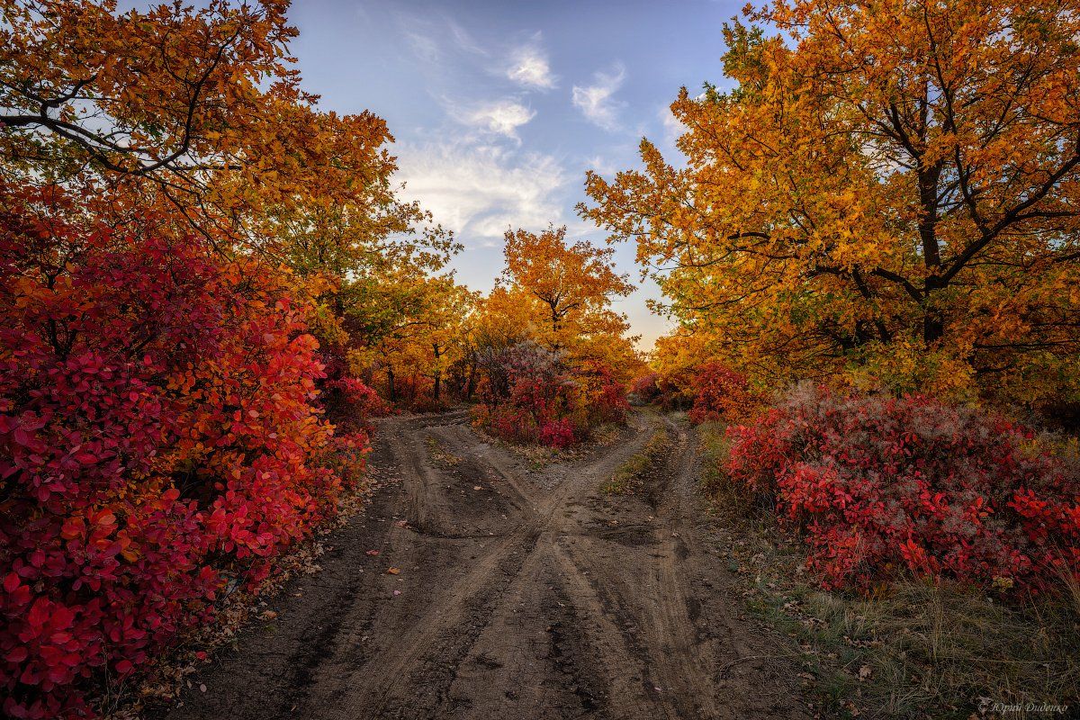 осень, листва, осенние краски, дорога, деревья, облака, природа, небо, пейзаж, Юрий Диденко