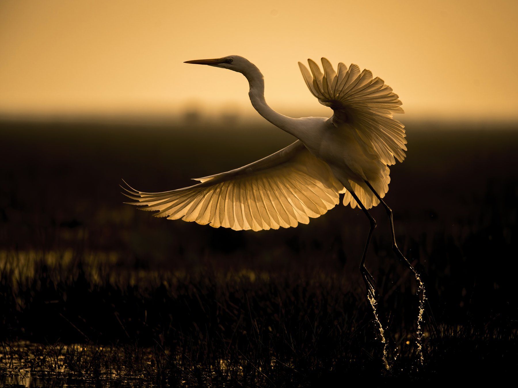 silhouette, great egret, sunset, manglajodi, Arpan Saha
