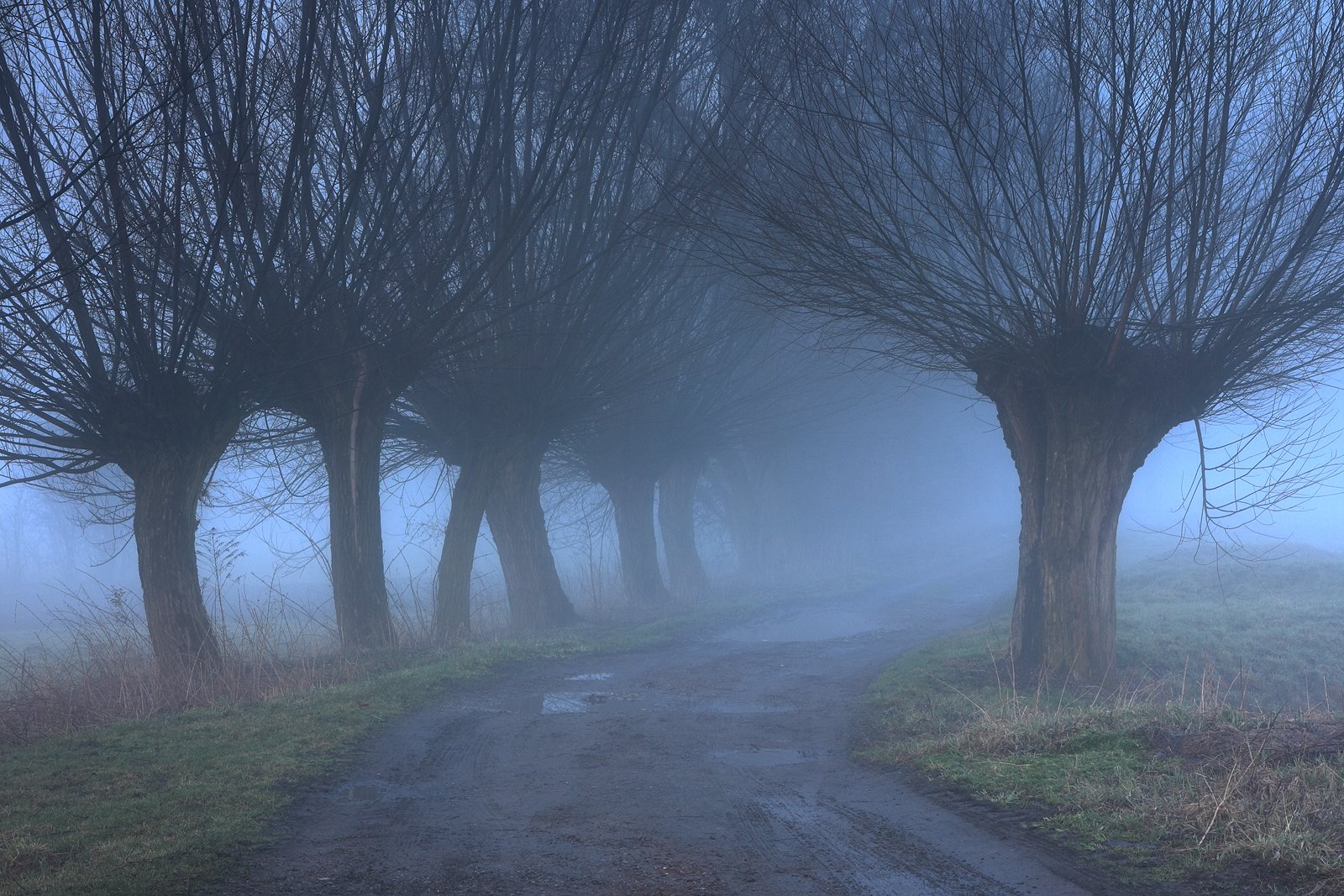 willow, tree, road, fog, mist, mood, morning, blue,, Jacek Lisiewicz