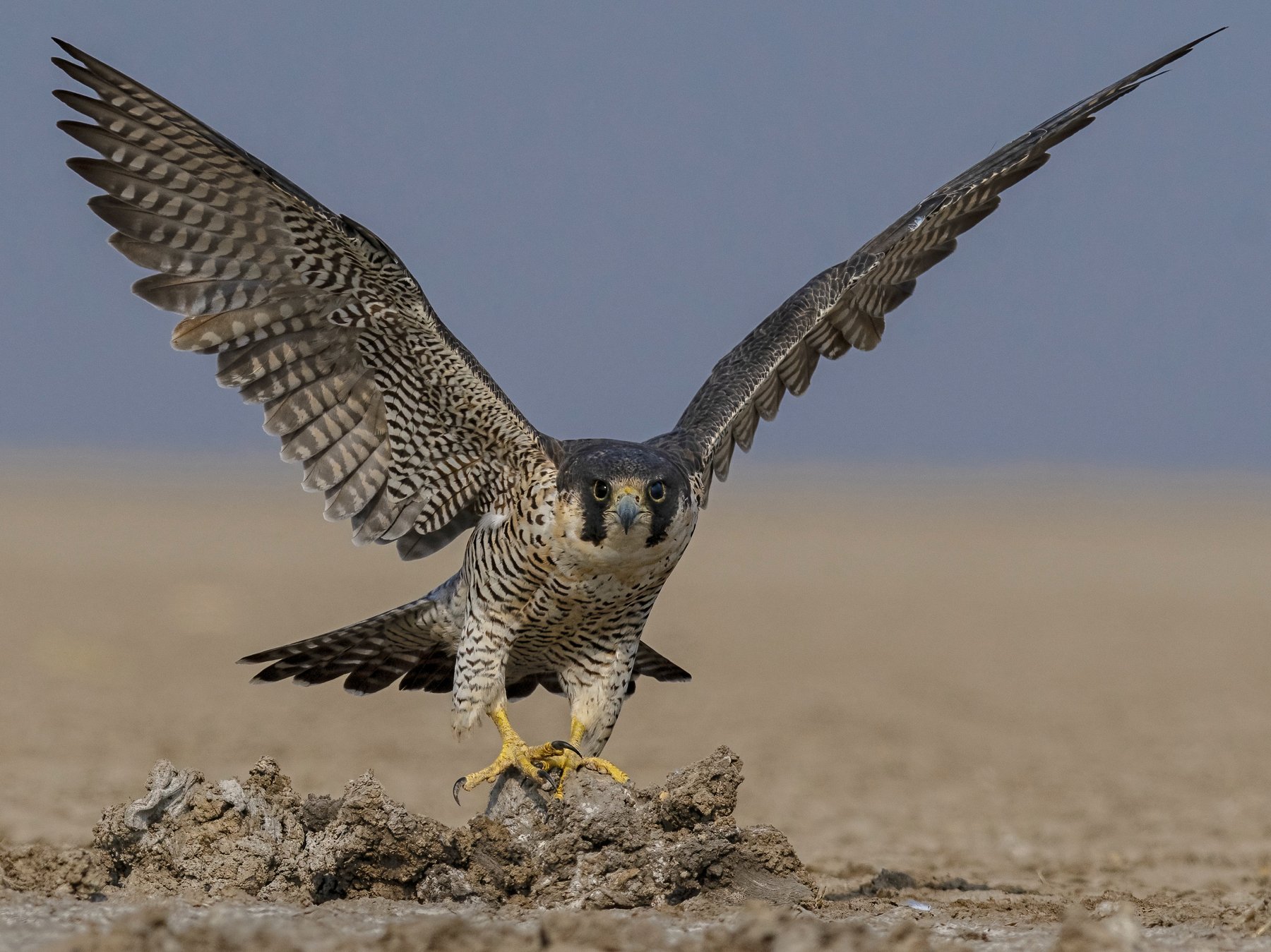 peregrine falcon, lrk, rann of kutch, raptor, take off, Arpan Saha
