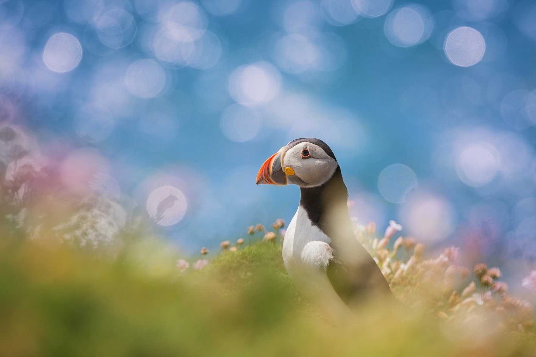 animal, animals, arctica, atlantic, background, beak, beautiful, beauty, bird, birds, black, bokeh, breeding, cliff, closeup, color, colorful, common, common puffin, cute, dublin, fauna, fish, fly, fratercula, garden, green, head, iceland, ireland, island, Peter Krocka