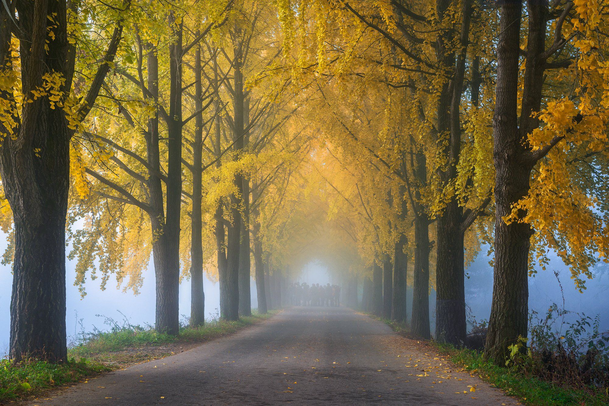 autumn, trees, light, path, road, Jaeyoun Ryu