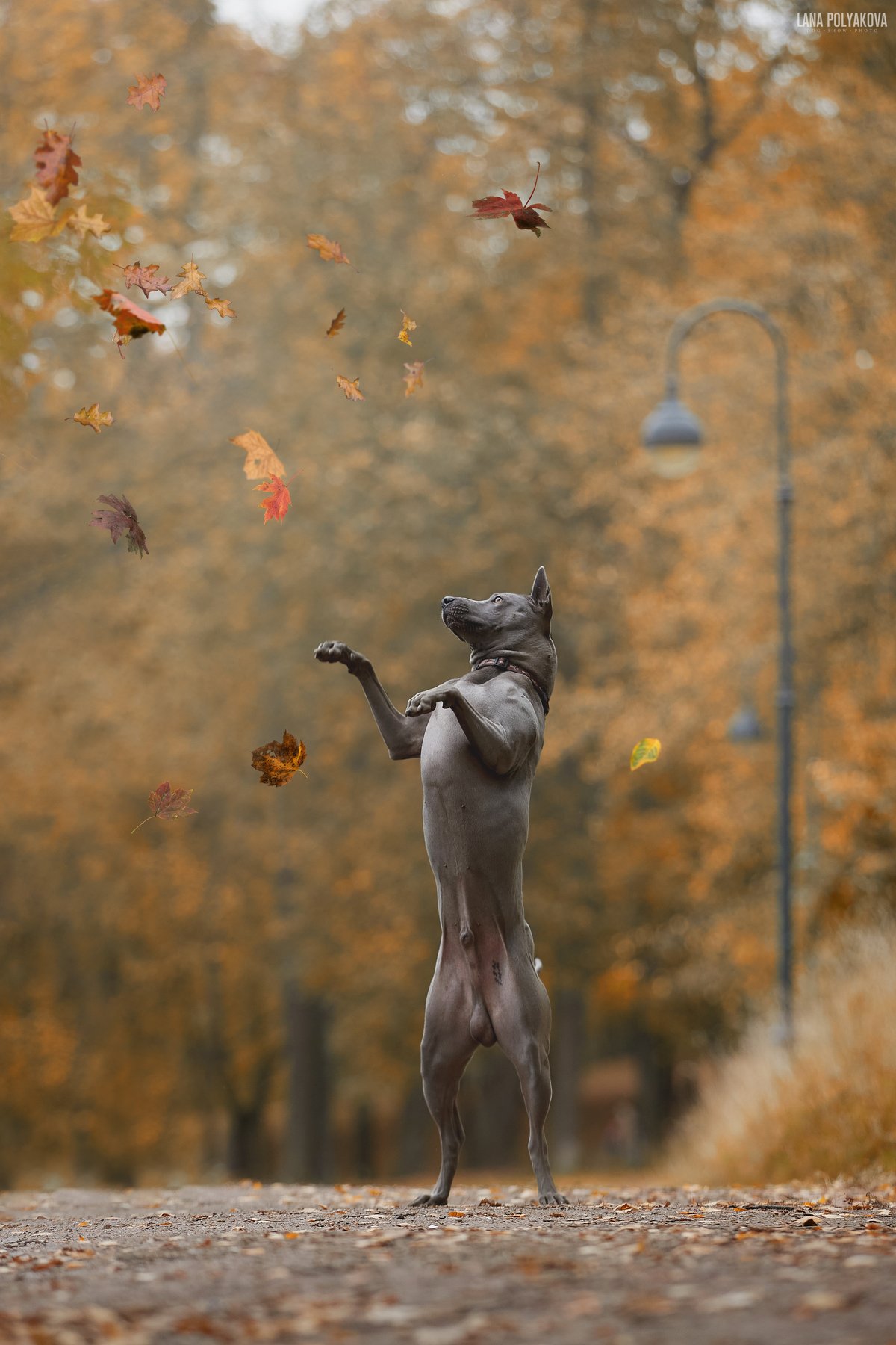 собака, осень, природа, анималистика, Лана Полякова
