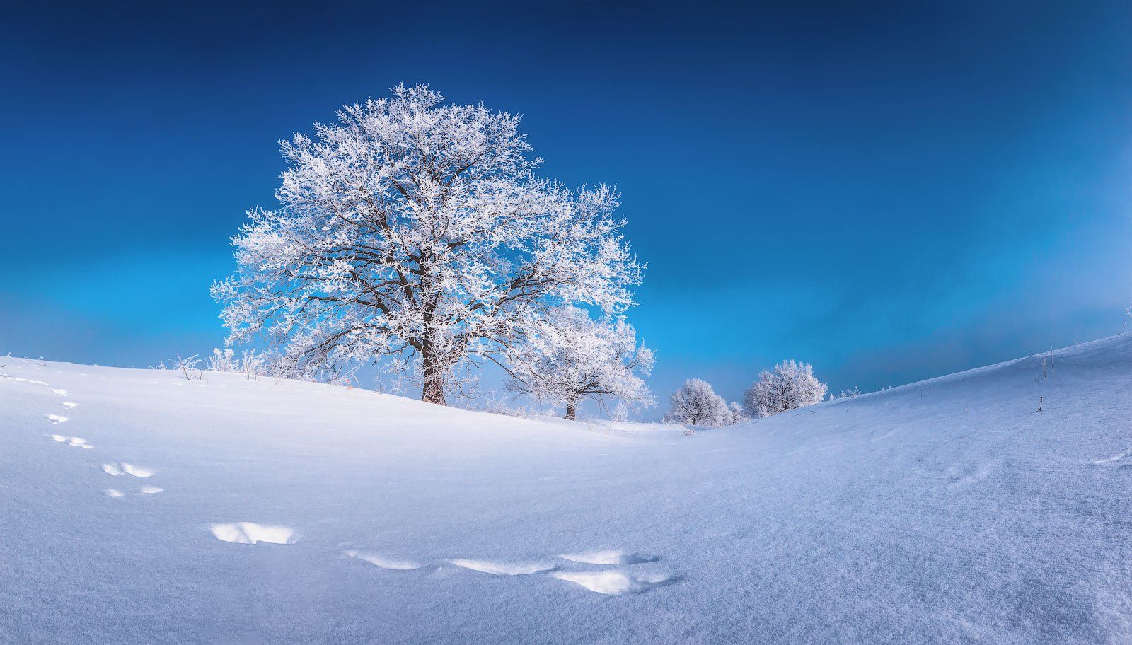 дерево, иней, зима, мороз, Михаил Дубровинский