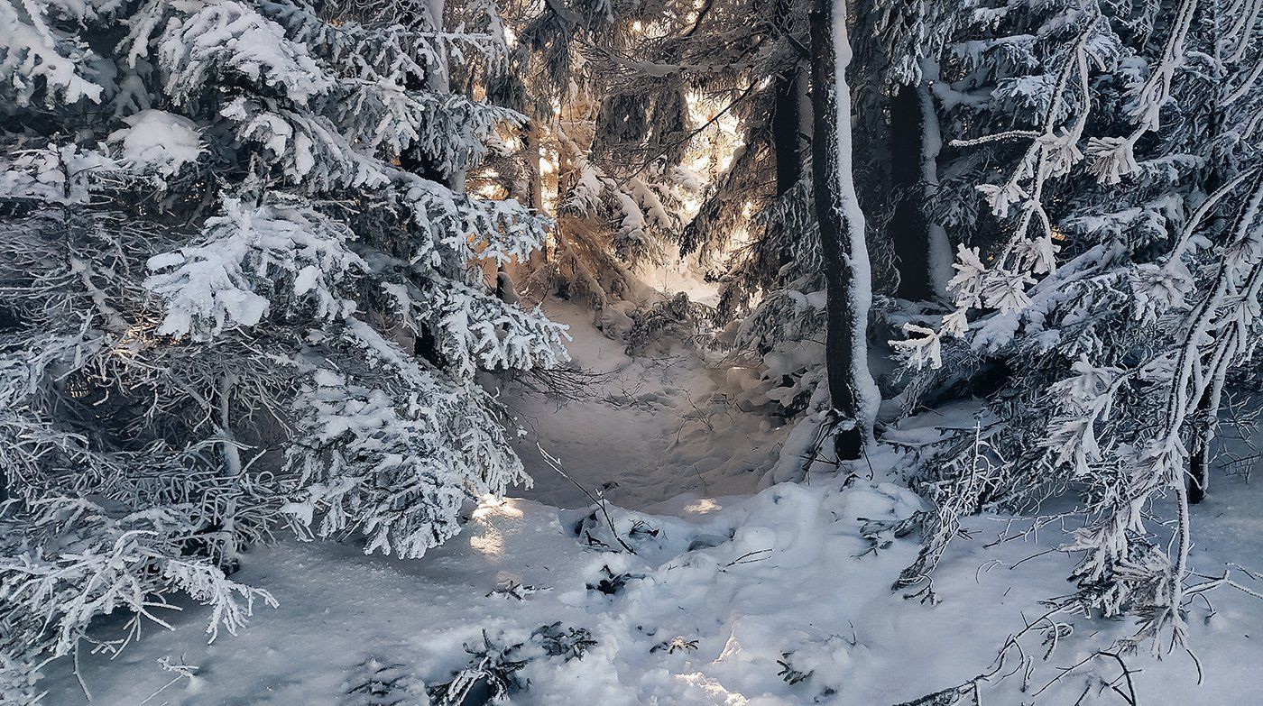лес, зима, снег, природа, пейзаж, Евгений Толкачёв