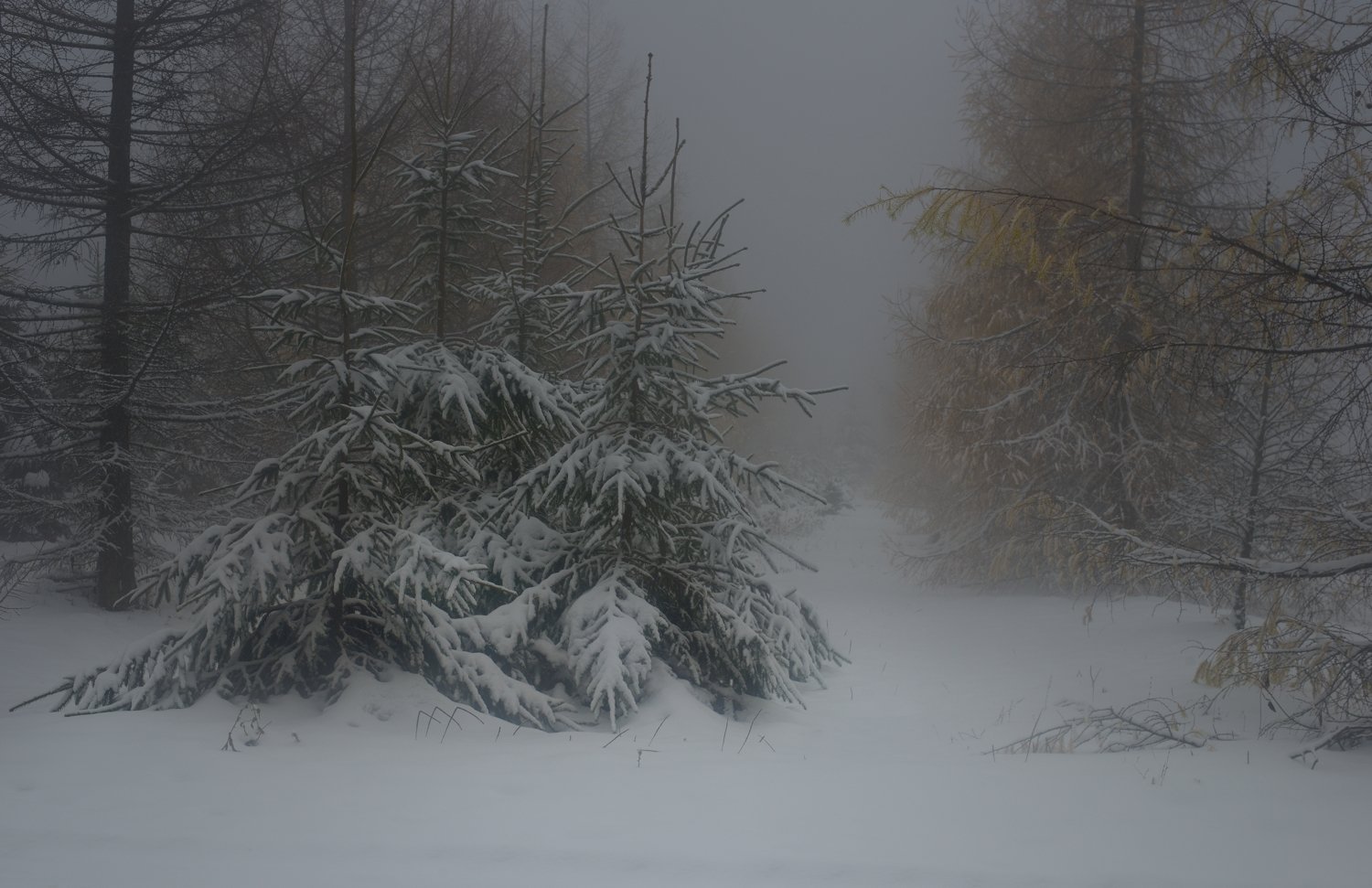 зима туман елочки, Александр Жарников