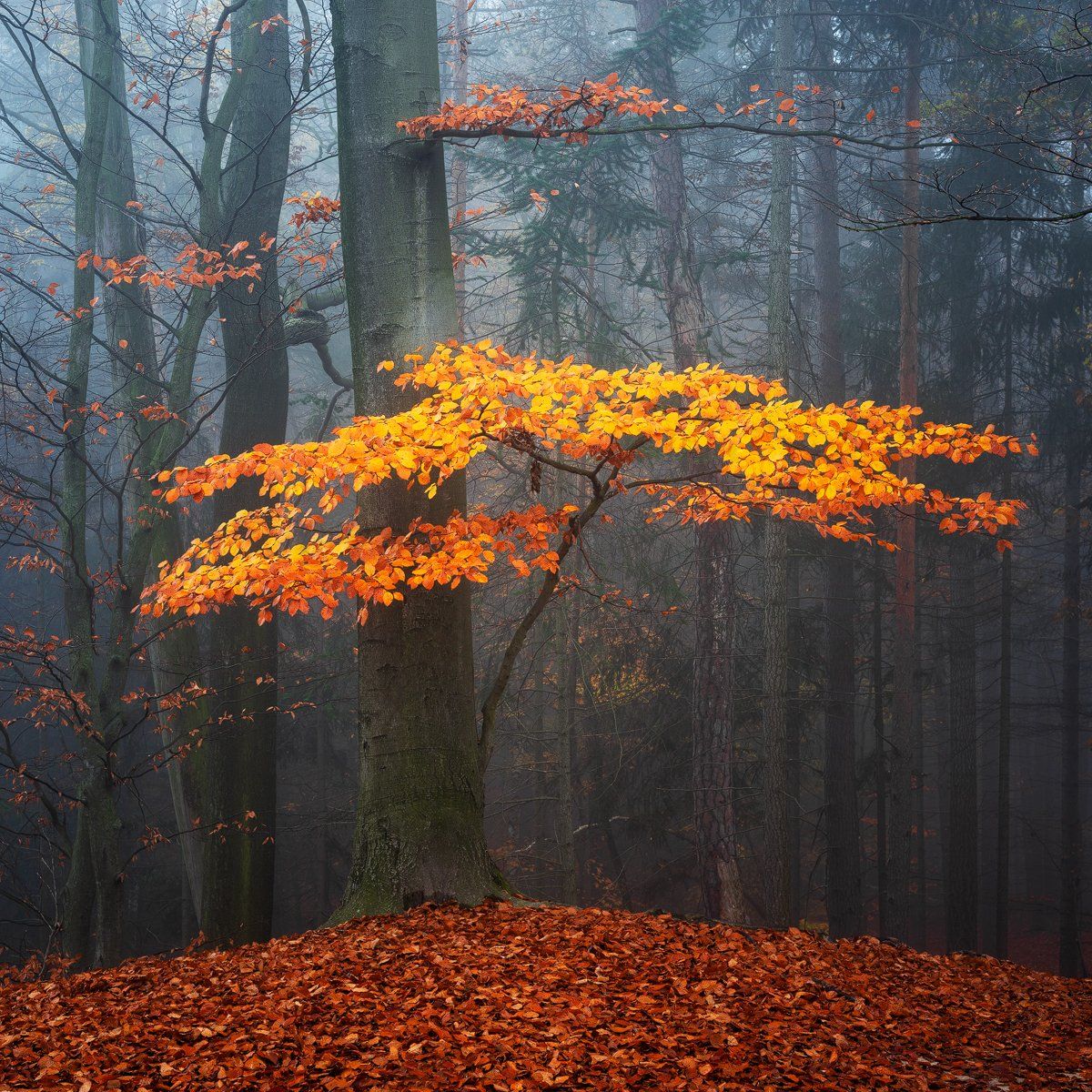 autumn, fall, fog, forest, colors, tree, czech republic, nature, landscape, Martin Rak