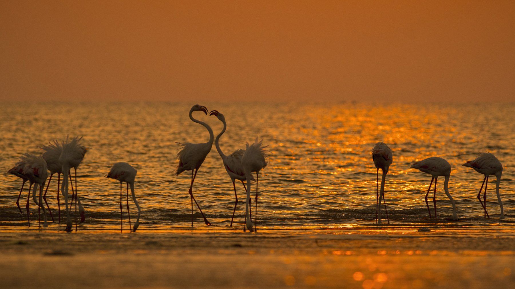 Greater Flamingo, sunset, wedding, greater rann of kutch, Arpan Saha