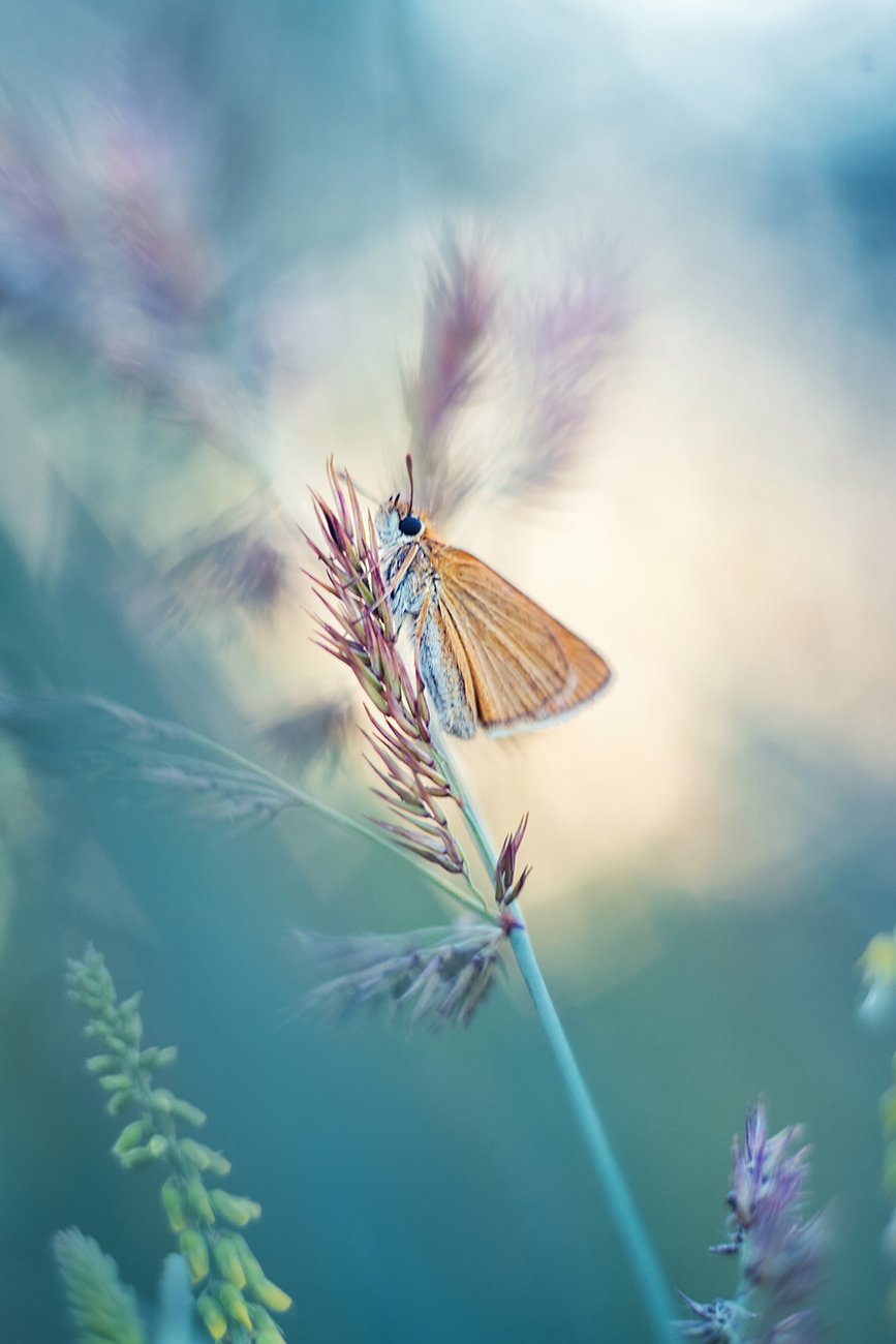 moth, butterfly, evening, spotlight, tender, meadow, summer, soft, Dana S.