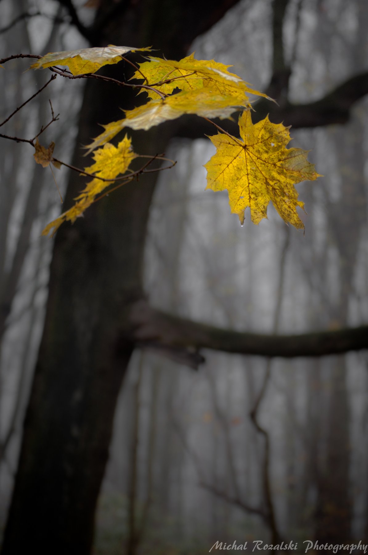 trees, ,autumn, ,season, ,leaves, ,blackandwhite, ,landscape, ,forest, ,misty, ,fog, Michal Rozalski