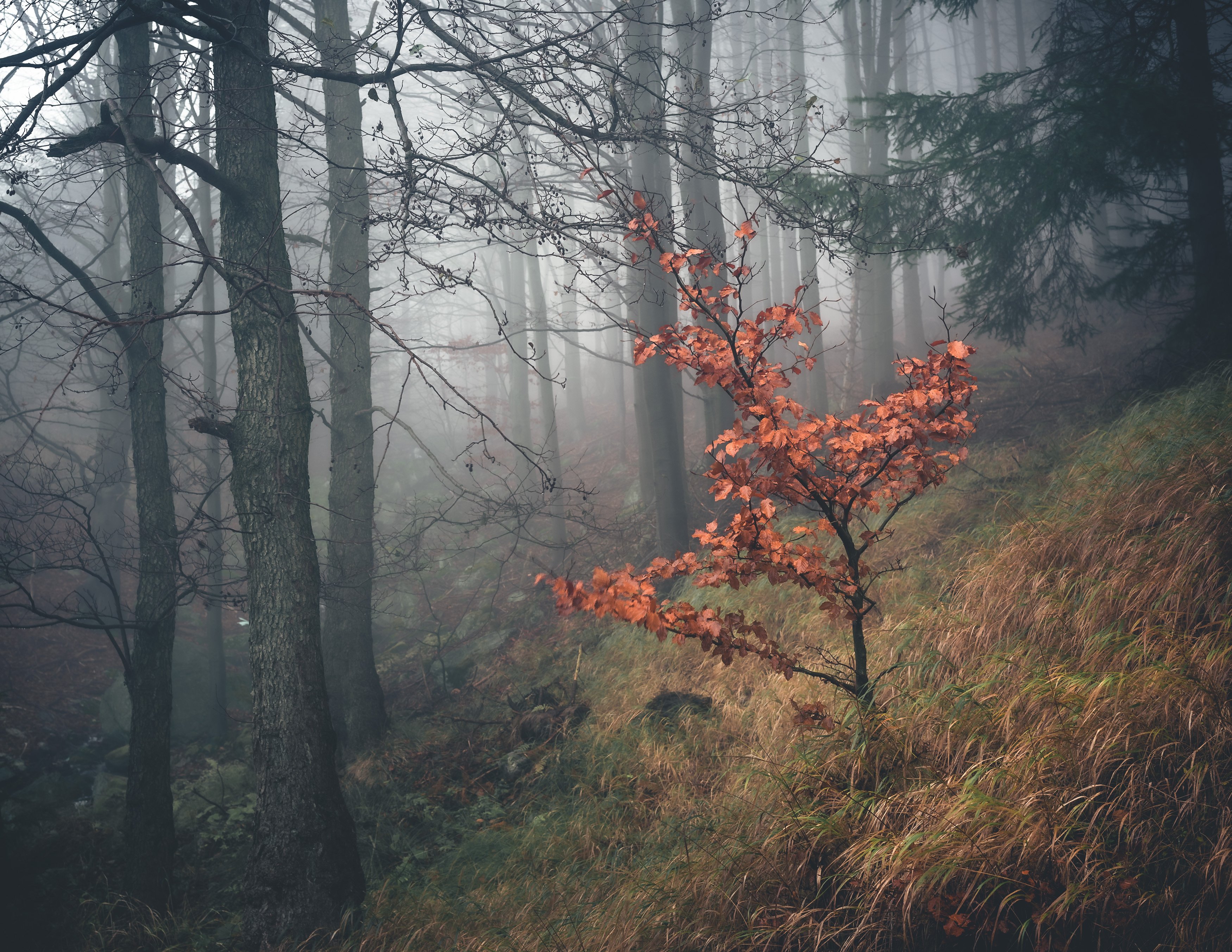 majestic, forest, autumn, fog, trees, rain, nikon, mountains, Tomasz Myśliński