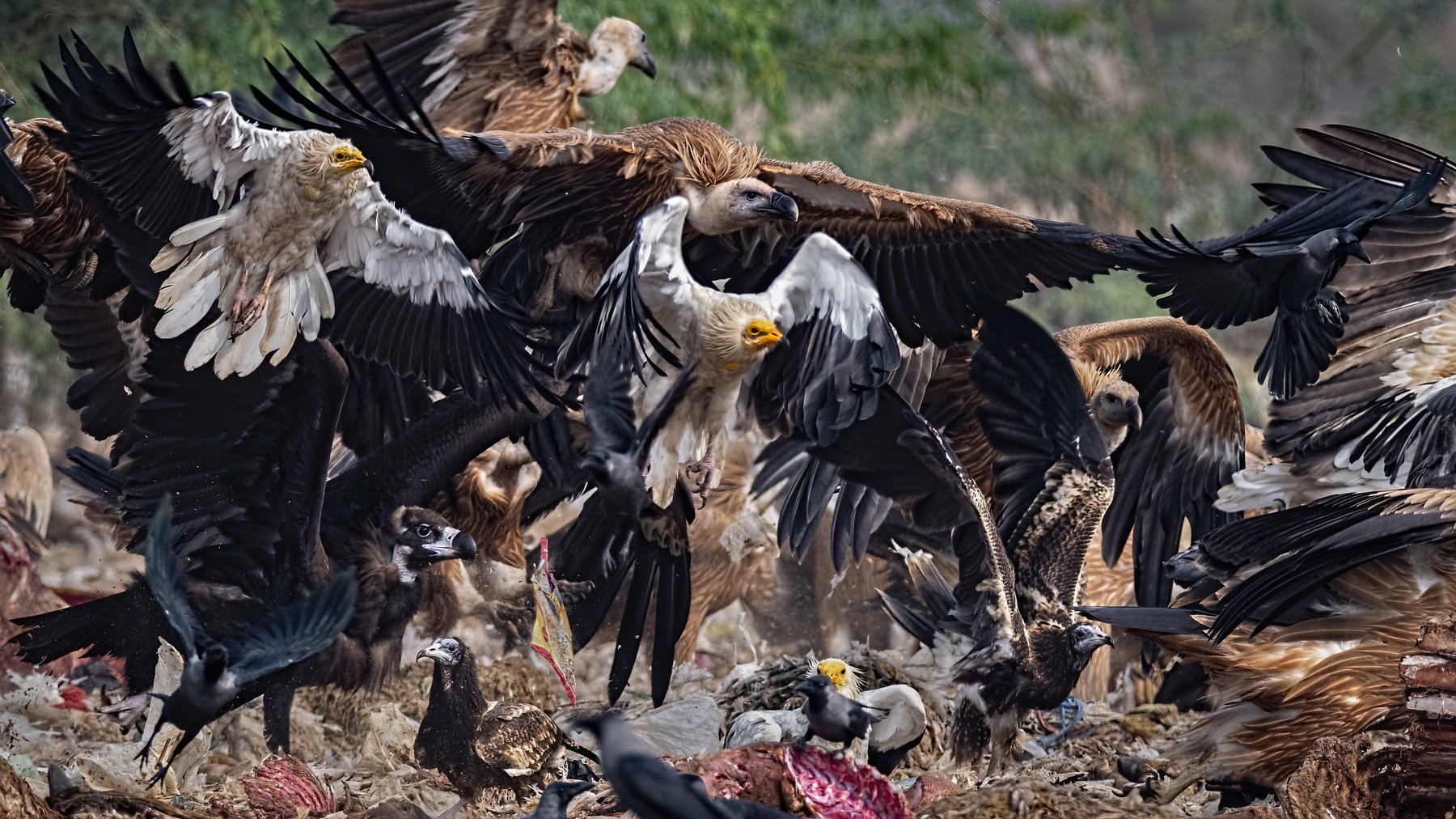 Cinereous Vulture, Egyptian Vultures, Griffon Vultures, House Crow, scavengers, jorbeer, bikaneer, mixed flock, Arpan Saha