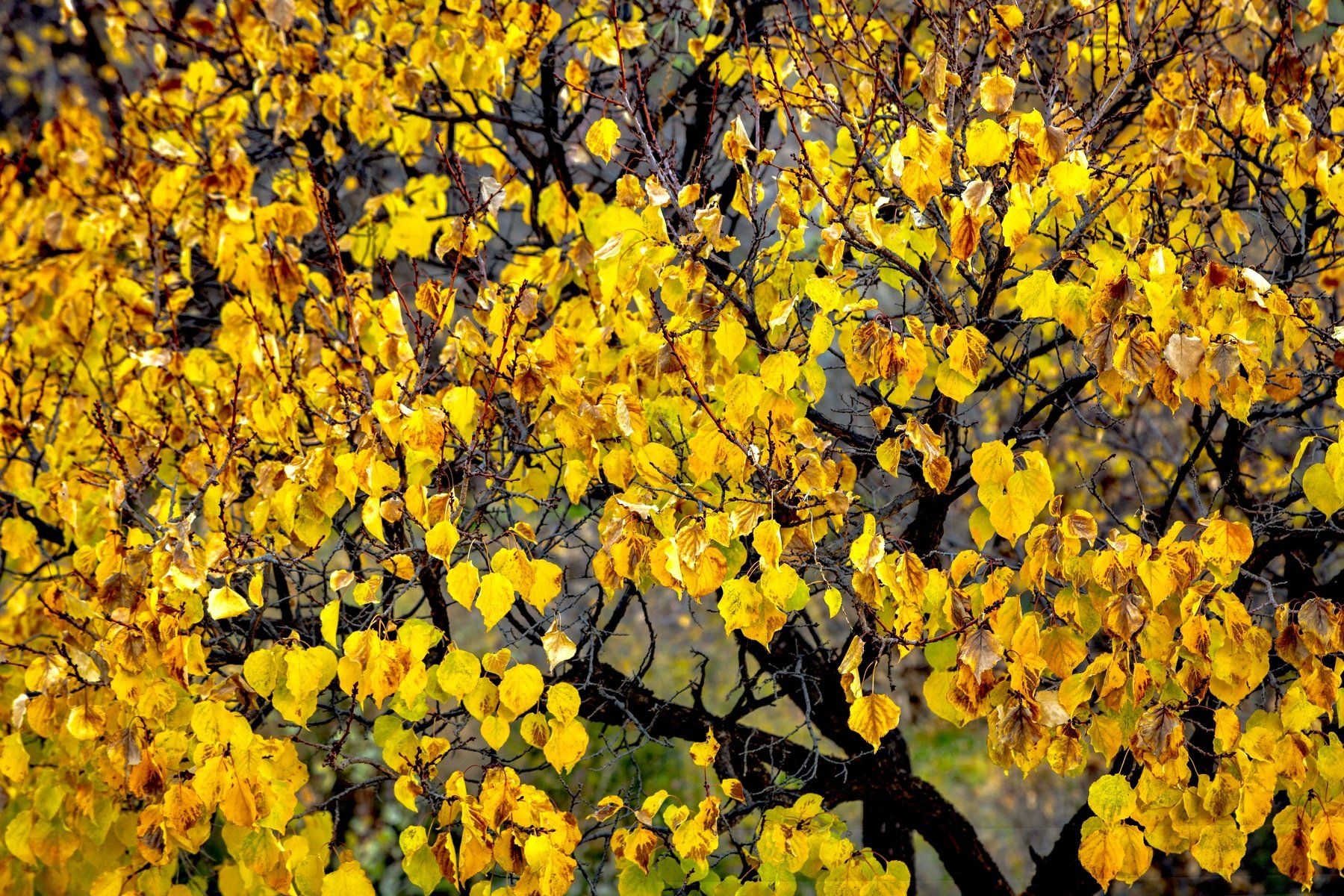 nature colours leaves fall oman yellow , Dhananjay Jadhav