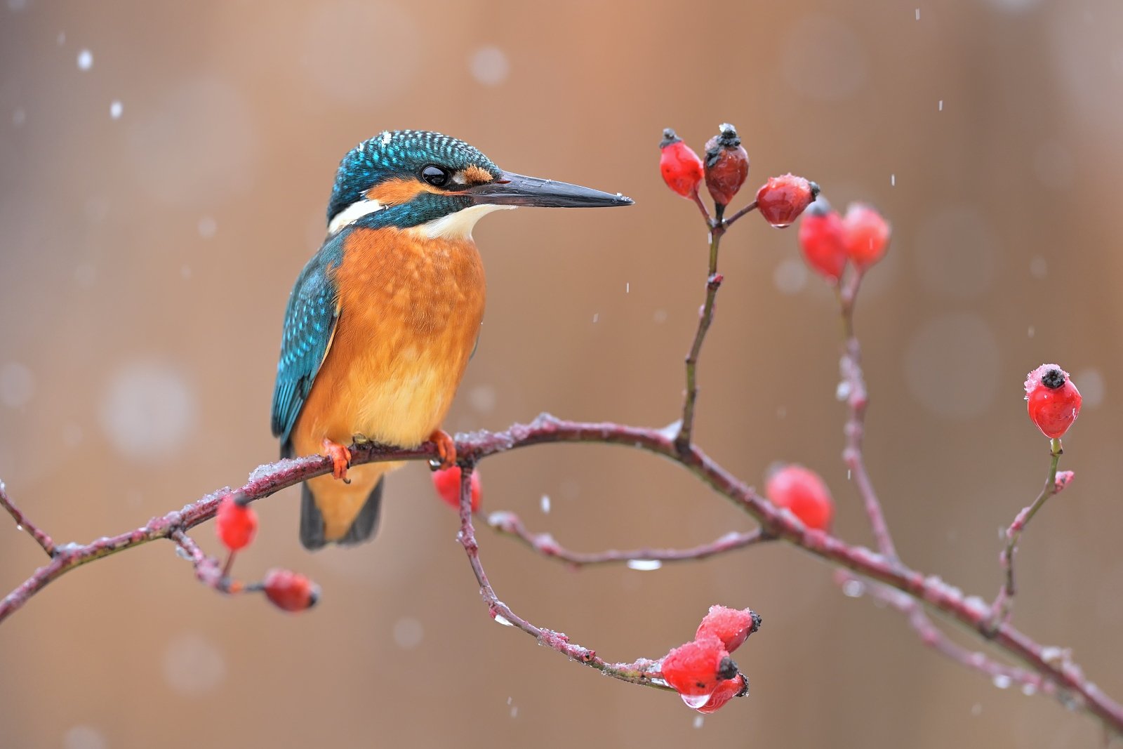 wildlife, alcedo atthis, kingfisher, nature, Ľubomír Novák ٿ