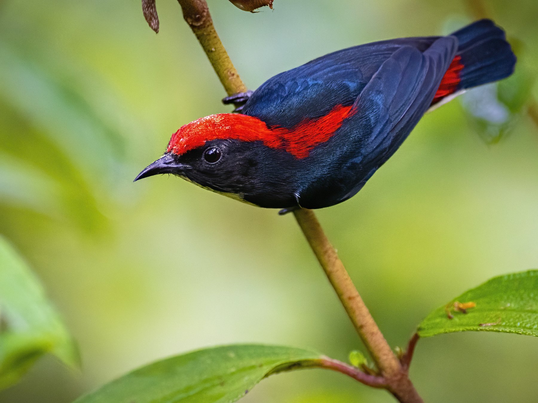 Scarlet-backed Flowerpecker, bird,, Arpan Saha